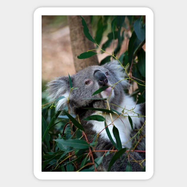 Feeding Time For Koalas Sticker by GP1746